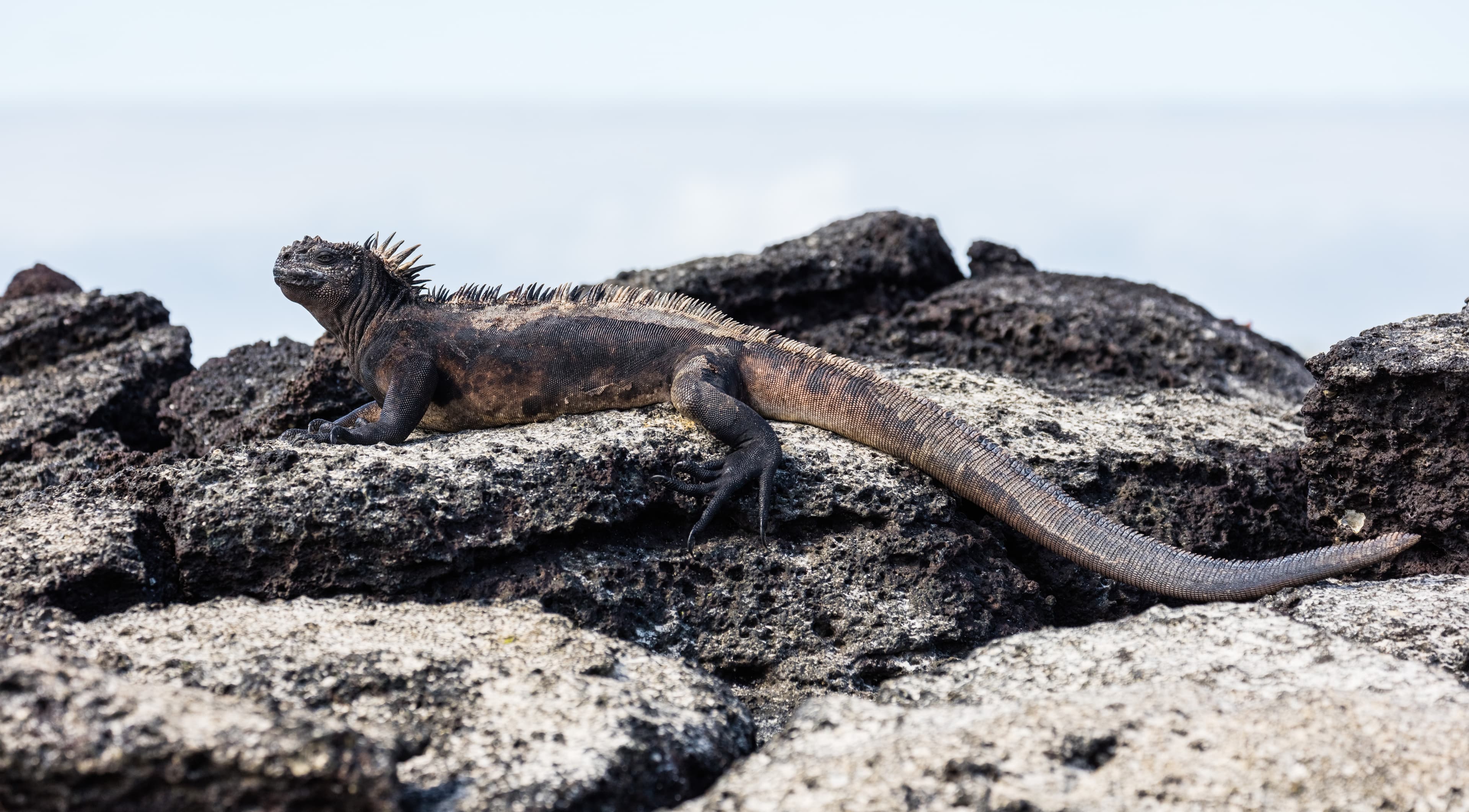 Galápagos — imagen 2